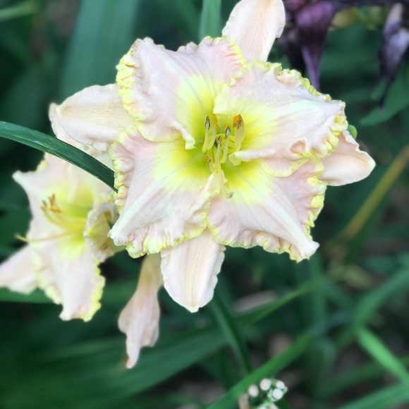 Meet your Posher, Hailie - Picture 1 of 1